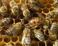 Beekeeping