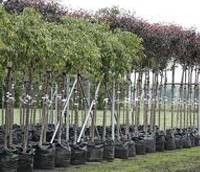 Tree & berry seedlings, bushes