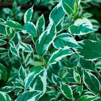Бирючина обыкновенная Ligustrum vulgare C25 60-80