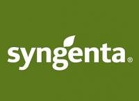 Сингента (Syngenta) Семена гибридов кукурузы