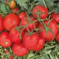 Томат Ферст. Детерминантный. Seminis