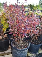 Барбарис тунберга Berberis thunbergii Atropurpurea, 0,4-0,6м, с3, 3-4лет