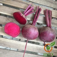 Семена свеклы Ред Ариес