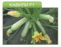 Семена кабачка Кавили F1 (1000с)