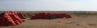 Лук репчатый Халцедон, опт