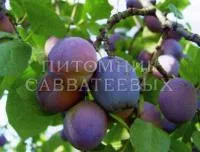 Саженцы сливы "Смолинка"